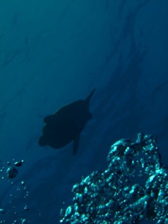 Turtle by Harvey Page 