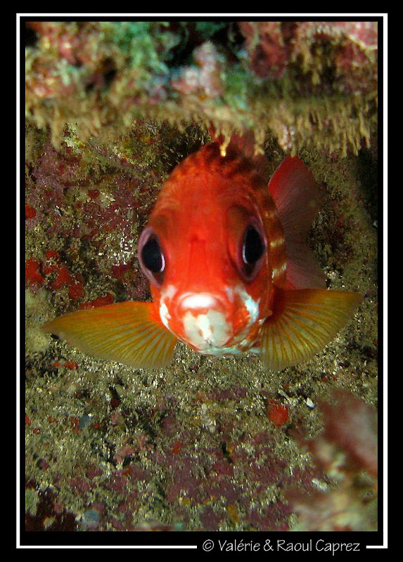 Face to face (Sargocentron hastatus) by Raoul Caprez 