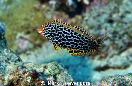 Leopard Wrasse by Mark Hoevenaars 