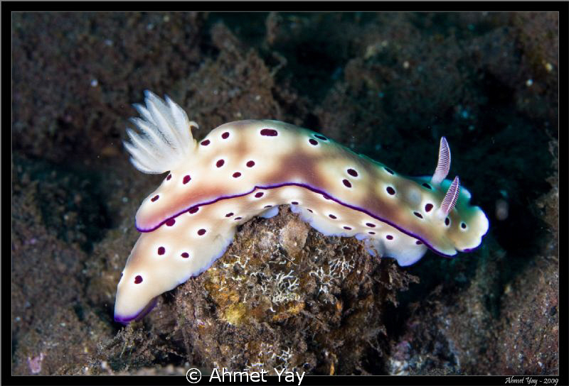 Risbecia tryoni by Ahmet Yay 