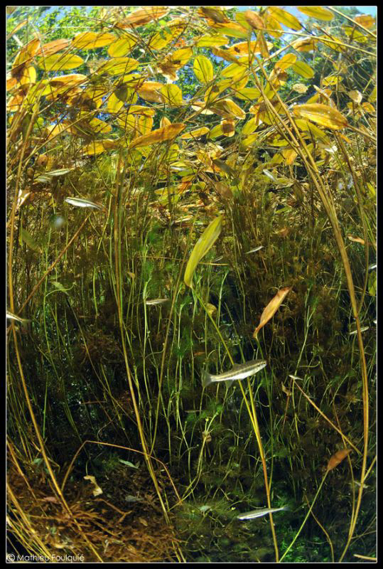 Phoxinus phoxinus by Mathieu Foulquié 