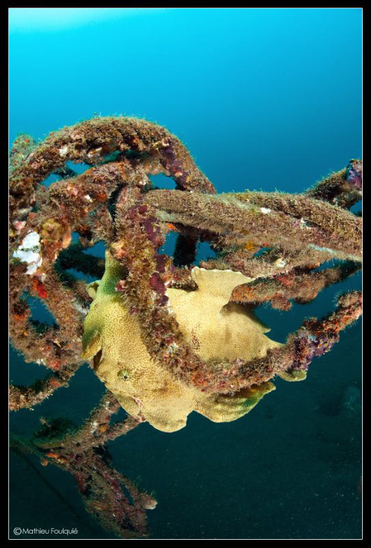 upside-down frogfish by Mathieu Foulquié 