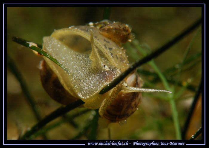A big Big-eared radix - Radix auricularia (Linnaeus, 1758... by Michel Lonfat 