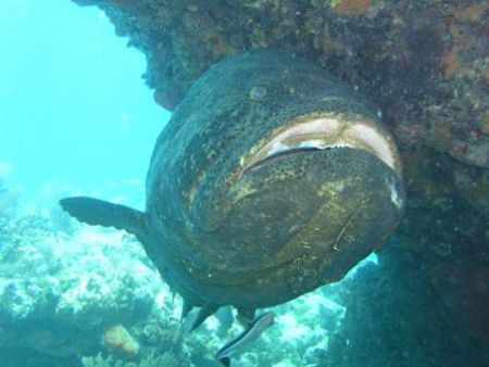 Goliath grouper, Molases Reef, Fla Keys, regular macro mo... by Dimitris Skoularakos 