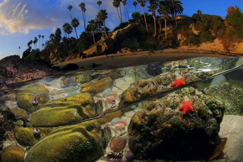 Magical afternoon in Laguna Beach....this little star fis... by Dale Kobetich 