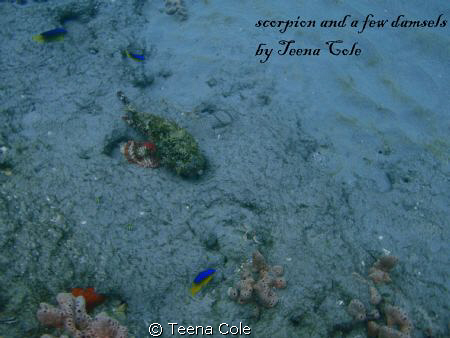 SCORPION FISH being checked out by multiple curious Damse... by Teena Cole 