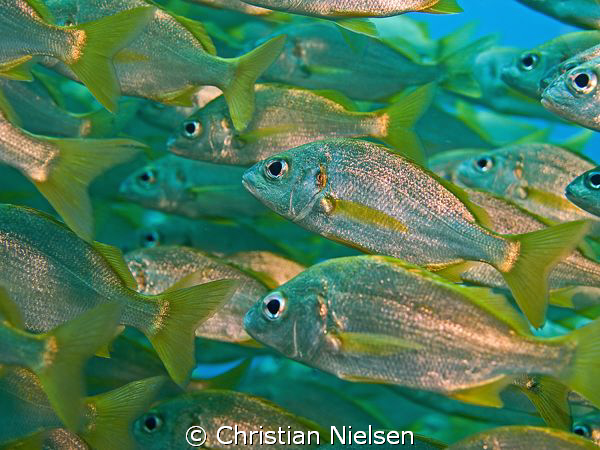 Lost in the crowds. Big school of roncadores in Tenerife.... by Christian Nielsen 