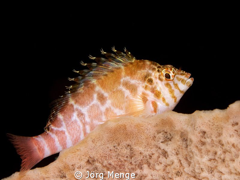 Threadfin Hawkfish 

Cirrhitichthys aprinus 
Fadenflos... by Jörg Menge 