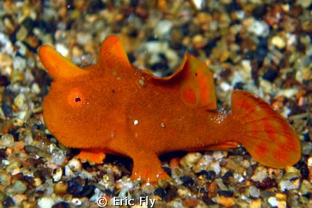 Juvenile froggie by Eric Fly 