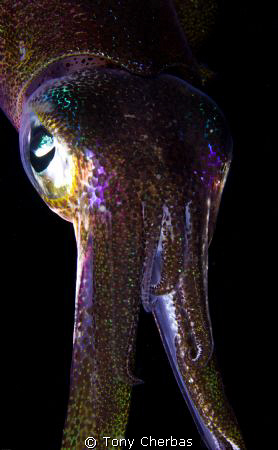 This little squid followed my dive light around. In betwe... by Tony Cherbas 