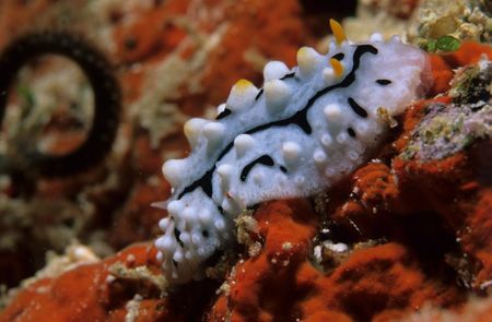 nudi hill climb,wakatobi 2004,F90+105mm by Marco Wannenmacher 
