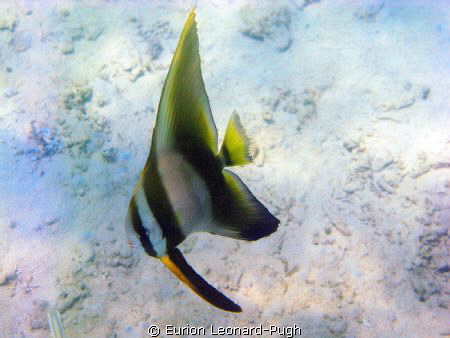 Batfish spotted whilst snorkelling off Kota Kinabalu, Sab... by Eurion Leonard-Pugh 