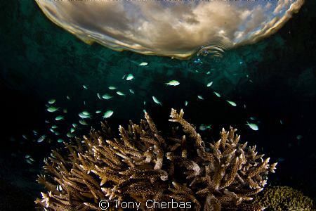 Damsels  dance,  Sunset on Staghorn by Tony Cherbas 