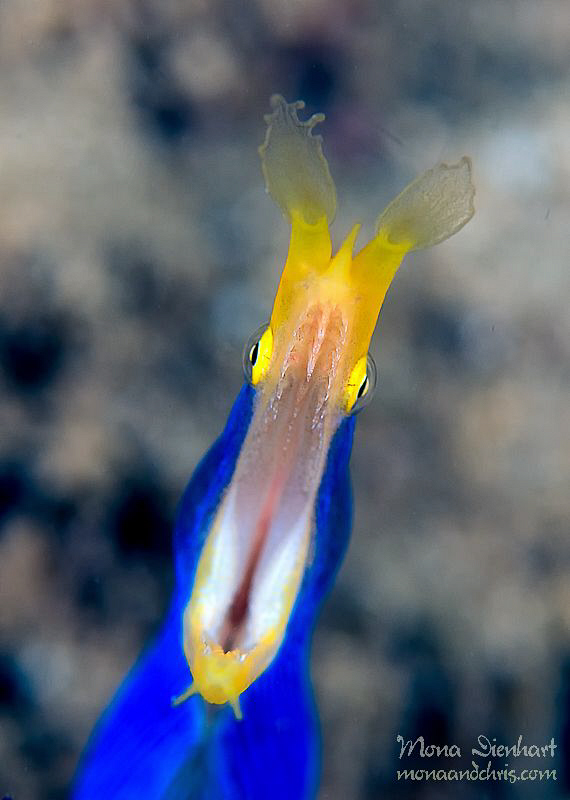 say aaaaaahhh by Mona Dienhart 