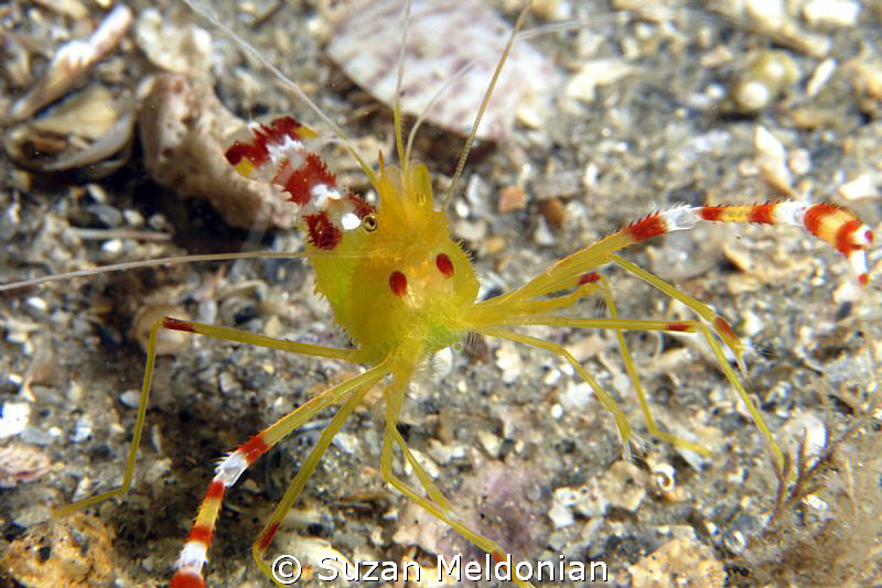 Golden Coral Shrimp with Green Eggs (& ham :) by Suzan Meldonian 