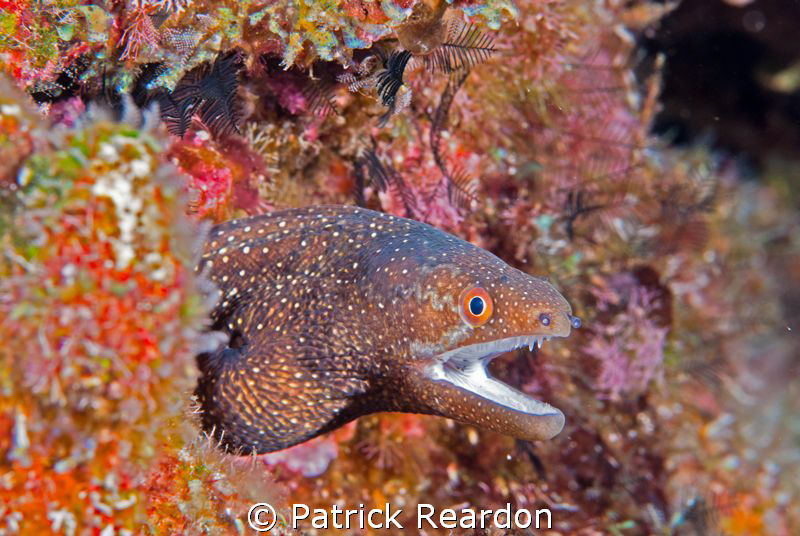 White Mouth Moray, Maui, Hawaii. by Patrick Reardon 