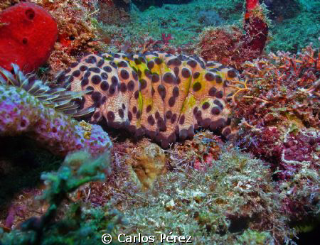 Three-Rowed Sea Cucumber Puerto Rico by Carlos Pérez 