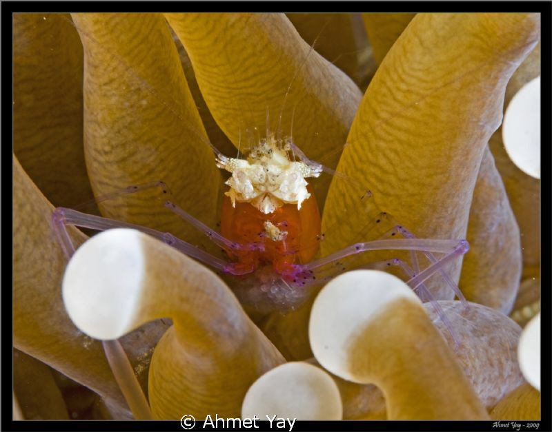 Periclemenes kororensis by Ahmet Yay 