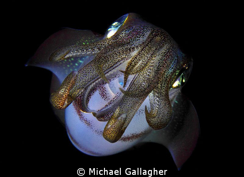 Reef squid at night, Komodo by Michael Gallagher 