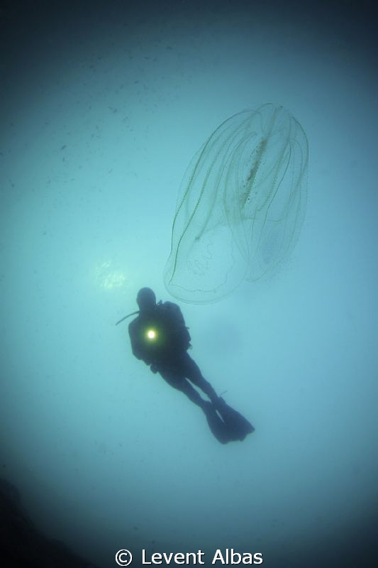 JellyFish by Levent Albas 