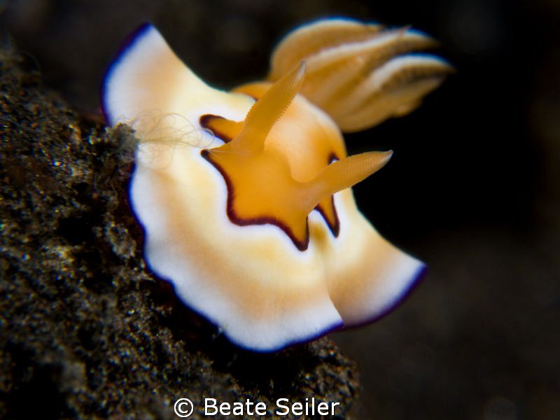 Chromodoris coi, Taken with Canon G10 and 2 X UCL165 by Beate Seiler 