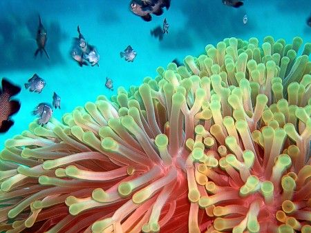 Shot taken with Nikon 4300 & FantaSea housing at Hurghada... by Stevica Mrdja 