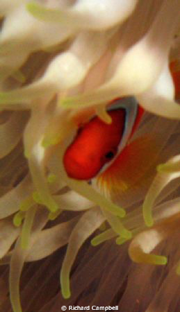 dont touch  sealife dc1000 by Richard Campbell 