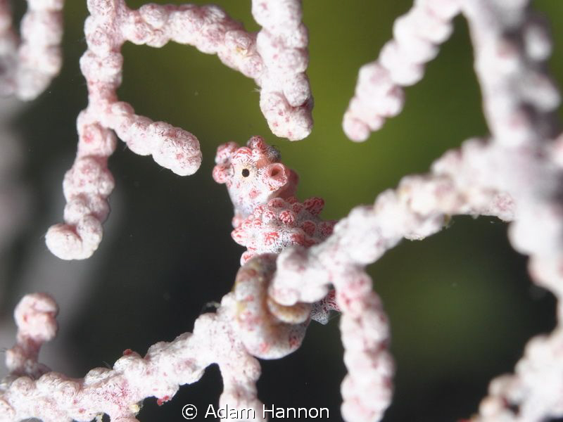 Cute Little Pygmy Sea Horse. by Adam Hannon 