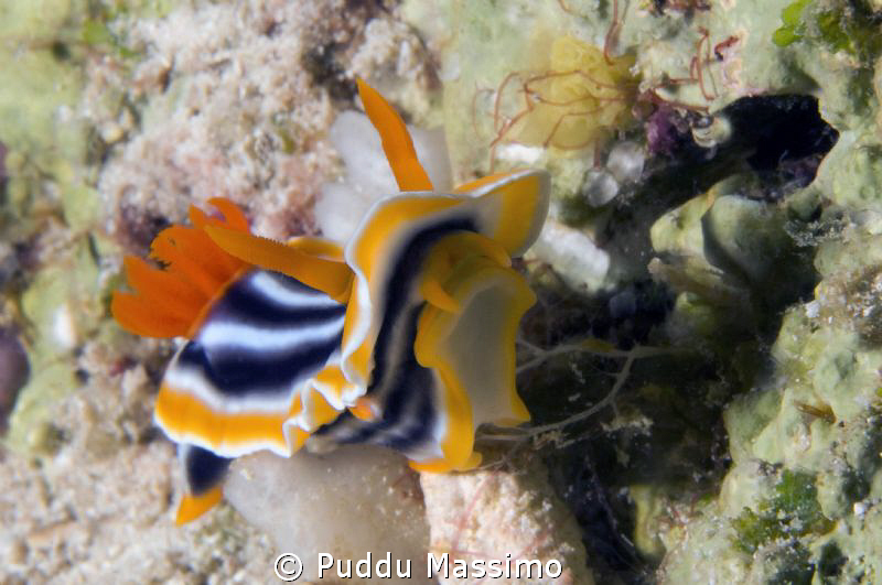 wakatobi,nikon d2x 60 mm macro by Puddu Massimo 