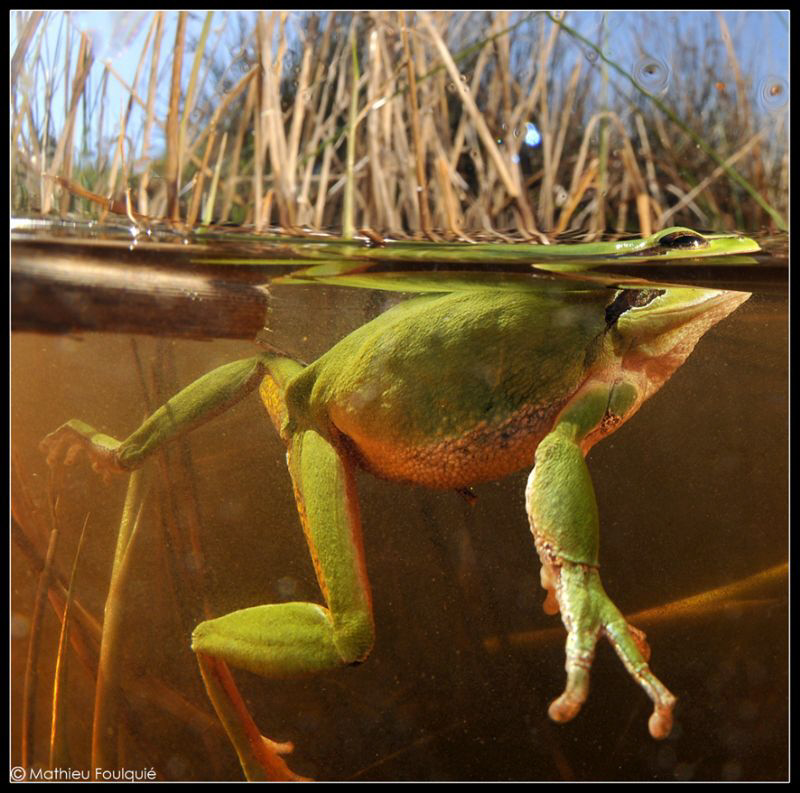 Hyla meridionalis over-under by Mathieu Foulquié 