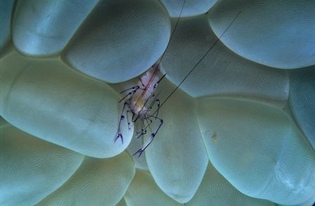 i love my bubbles,wakatobi 2004,F90+105mm by Marco Wannenmacher 