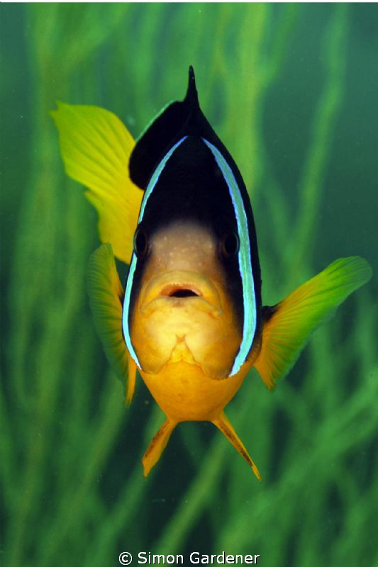 shot with nikon D70s with 105mm macro by Simon Gardener 
