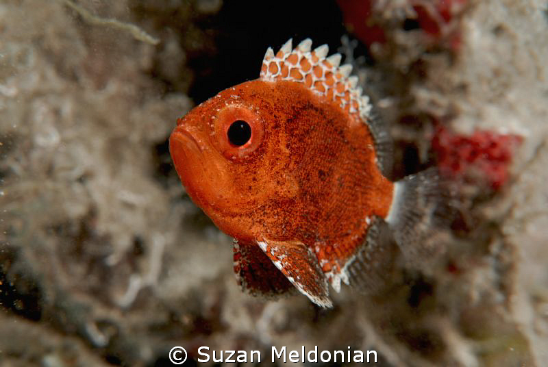 Short Big Eye juvenile. by Suzan Meldonian 