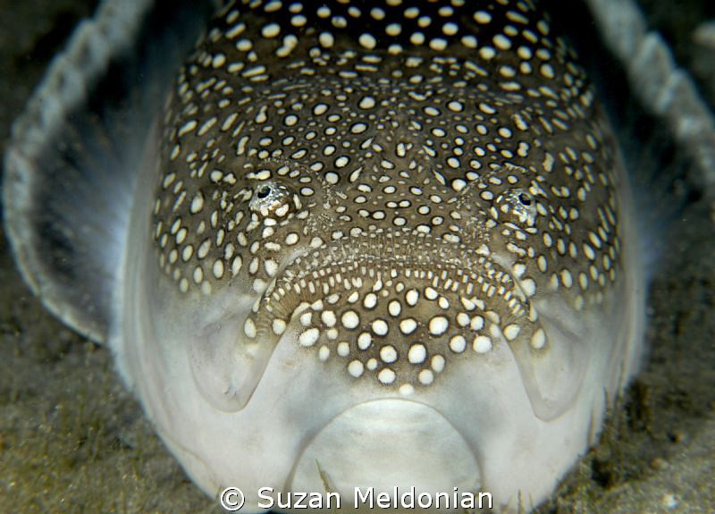Southern Stargazer by Suzan Meldonian 