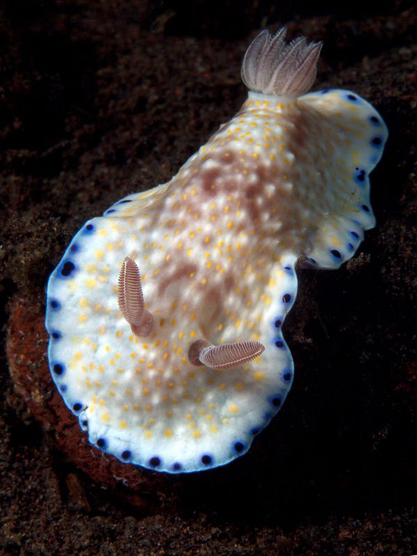 Chromodoris aureopurpurea, Tulamben by Doug Anderson 