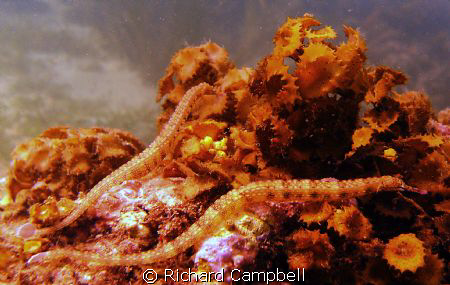 be my valentine..Sealife DC1000... by Richard Campbell 