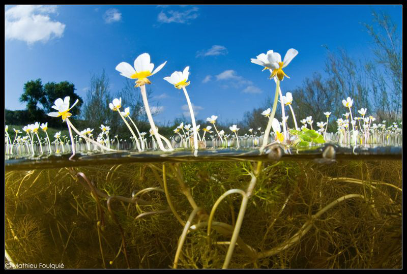 Ranunculus aquatilis by Mathieu Foulquié 