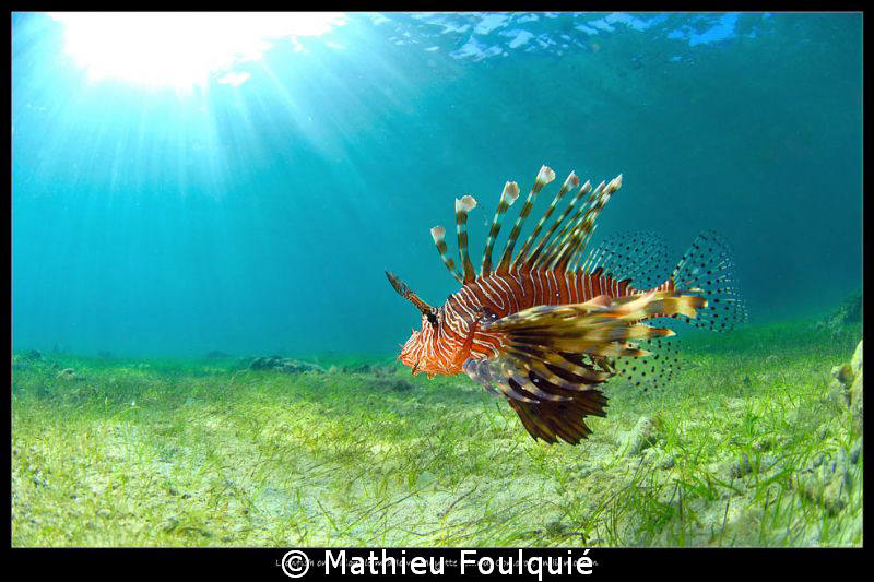 Pterois volitans by Mathieu Foulquié 