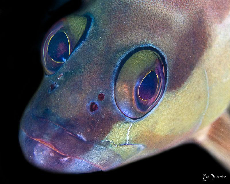 Close look by Rico Besserdich 