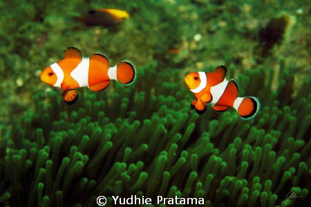 Catch me if you can by Yudhie Pratama 