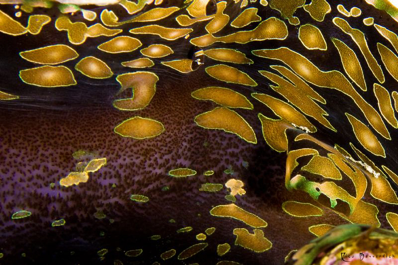 A very close and "abstract" view into a giant clam ( Trid... by Rico Besserdich 