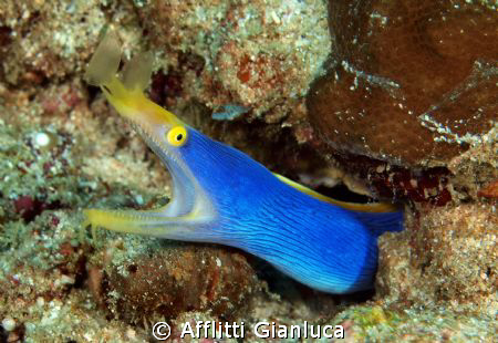 blue ribbon eel by Afflitti Gianluca 