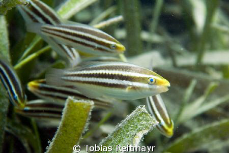 Juvenile parrotfish over seagrass, Ecomarine Pier, Utila.... by Tobias Reitmayr 