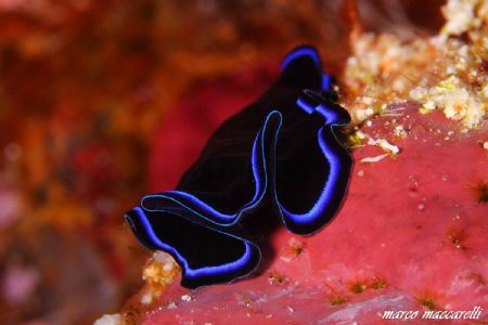 red sea color by Marco Maccarelli 