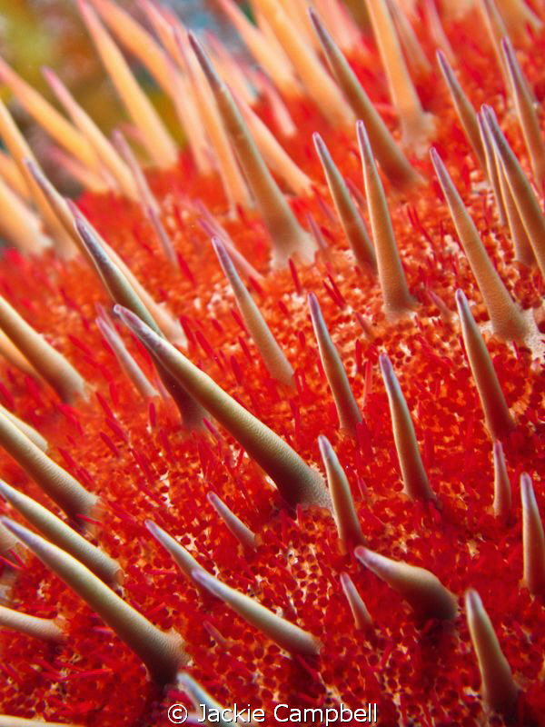 Crown of thorns close up. 
Canon Ixus 100, Inon close up... by Jackie Campbell 