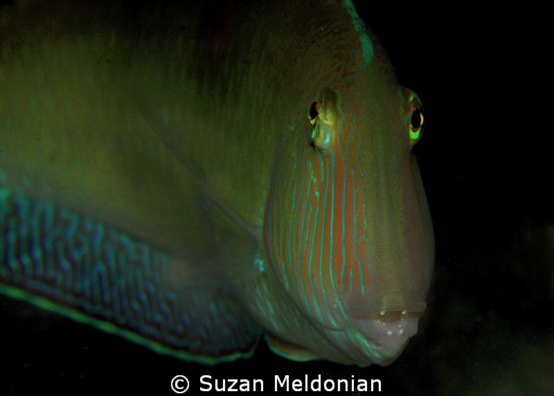 Green Razor by Suzan Meldonian 