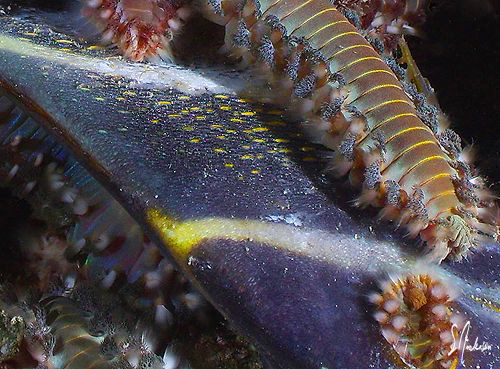 Death of an Angel - This French Angelfish is being slowly... by Steven Anderson 