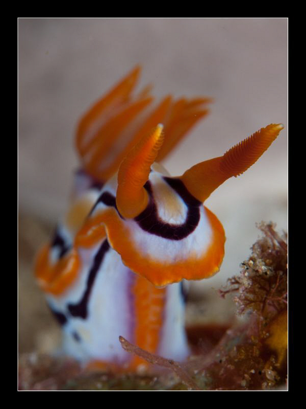 Hypselodoris Regina by Charles Wright 
