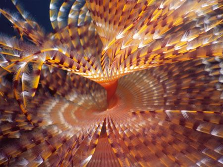 Sabella Spallanzanii, segmented worm. Taken in National P... by Federica Bedei 