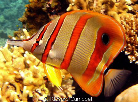 yellooo sealife dc1000 by Richard Campbell 